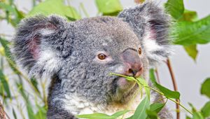 Превью обои коала, животное, серый, ветки