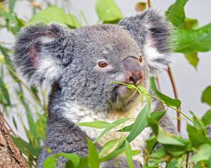 Превью обои коала, животное, серый, ветки