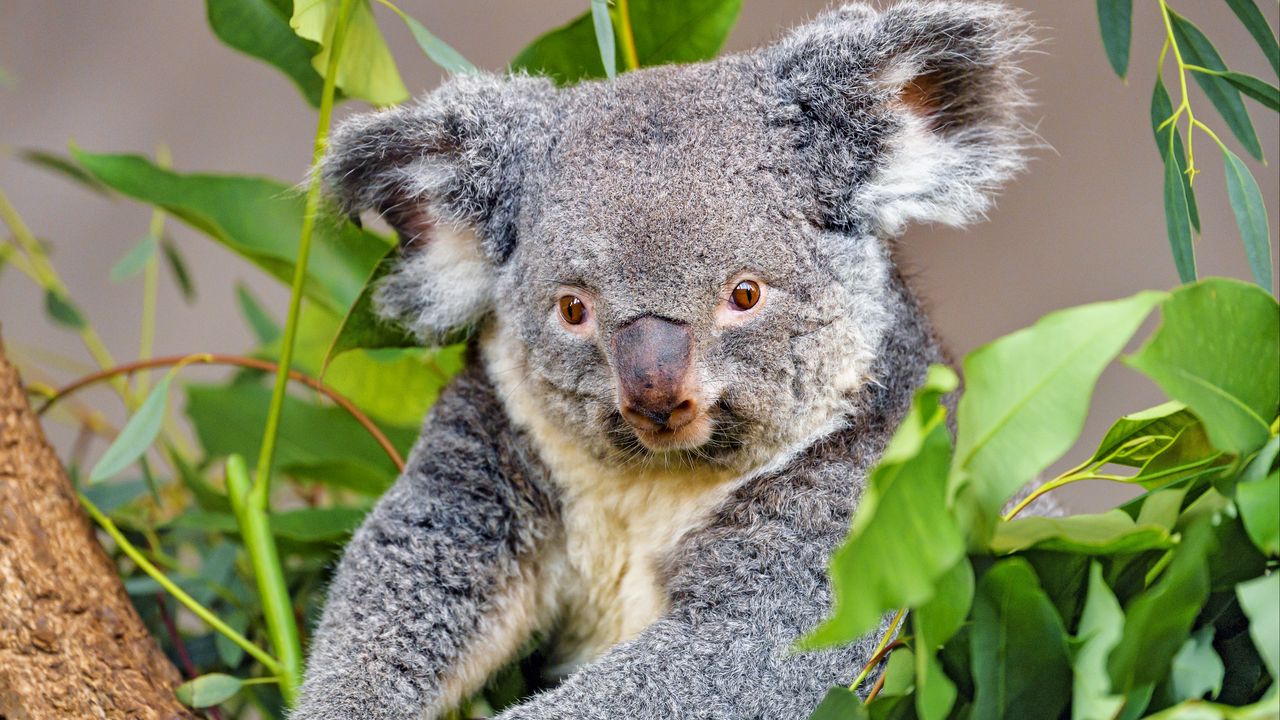 Обои коала, животное, серый, дикая природа