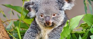 Превью обои коала, животное, серый, дикая природа