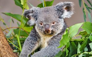 Превью обои коала, животное, серый, дикая природа
