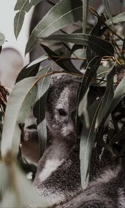 Превью обои коала, животное, серый, ветки, листья