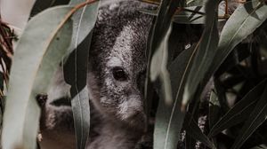 Превью обои коала, животное, серый, ветки, листья