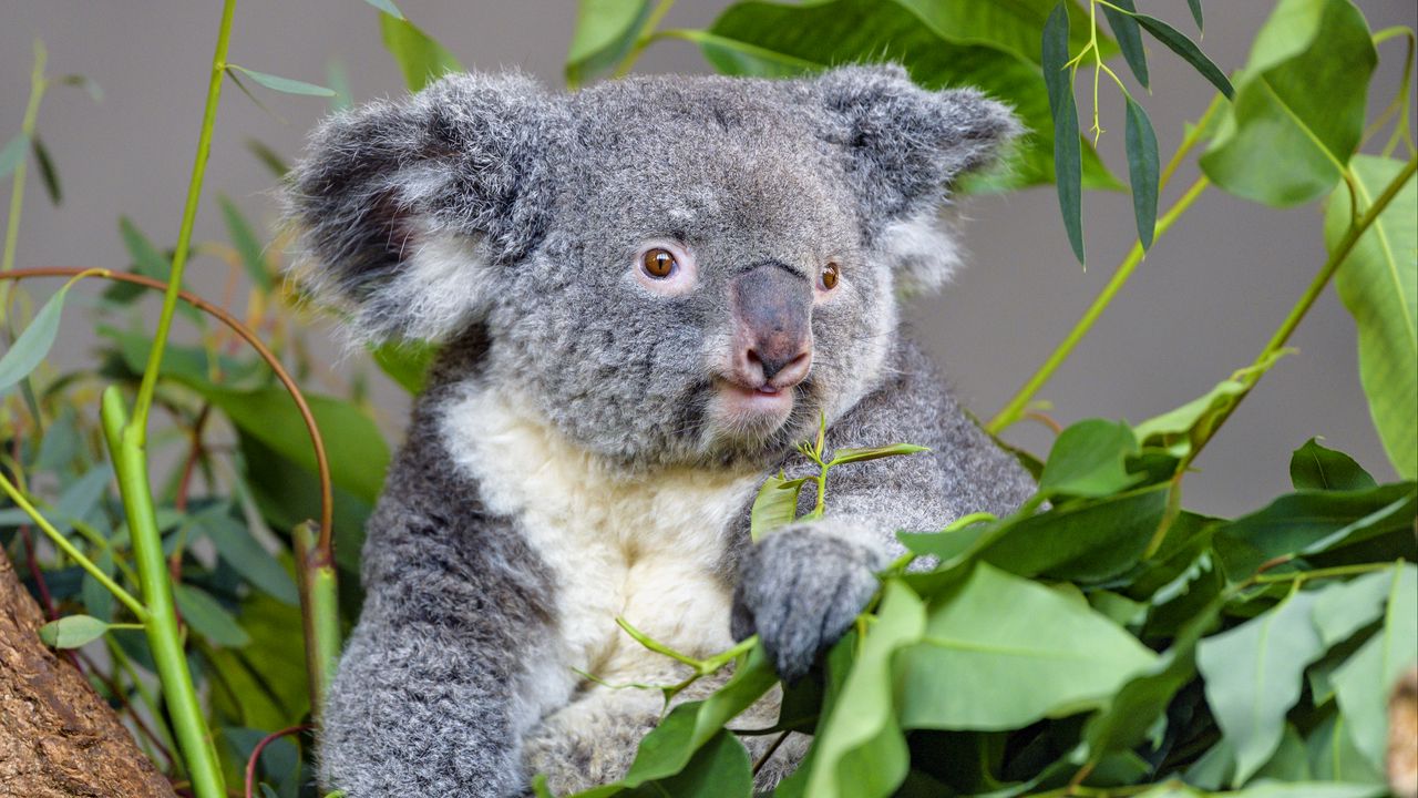 Обои коала, животное, серый, эвкалипт, листья, дикая природа