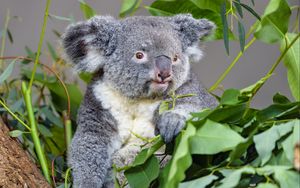 Превью обои коала, животное, серый, эвкалипт, листья, дикая природа