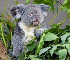 Превью обои коала, животное, серый, эвкалипт, листья, дикая природа
