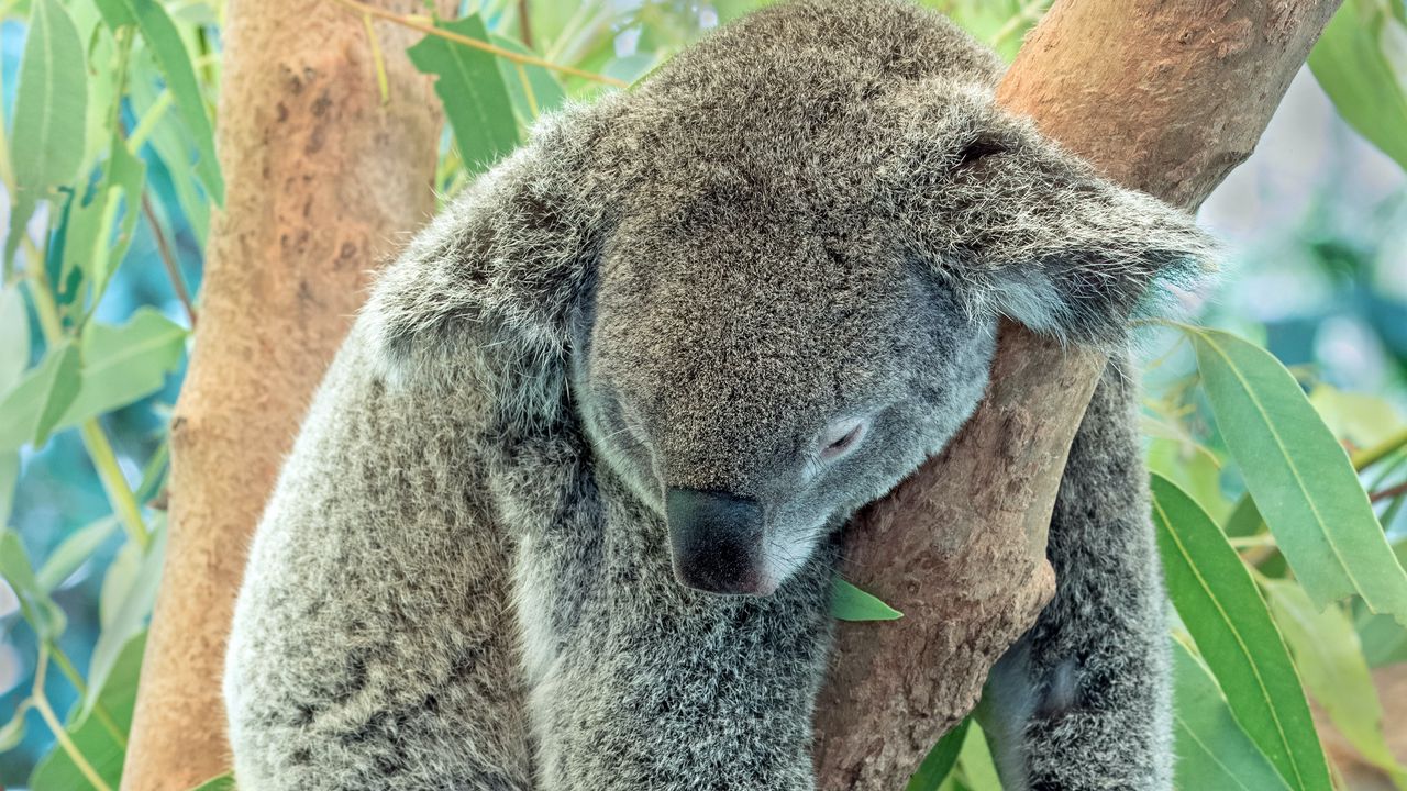 Обои коала, животное, серый, сон, дерево