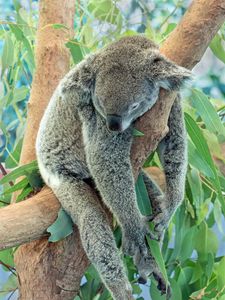 Превью обои коала, животное, серый, сон, дерево