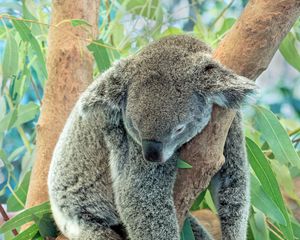 Превью обои коала, животное, серый, сон, дерево