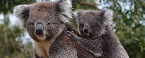 Превью обои коала, животное, серый, пушистый, дикая природа