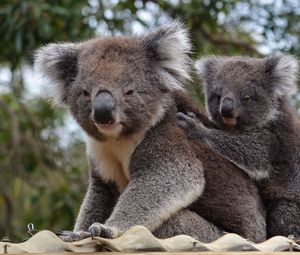 Превью обои коала, животное, серый, пушистый, дикая природа