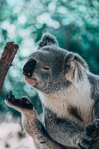 Превью обои коала, животное, ветка, забавный, милый