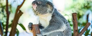 Превью обои коала, животное, ветки, дерево