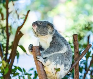 Превью обои коала, животное, ветки, дерево