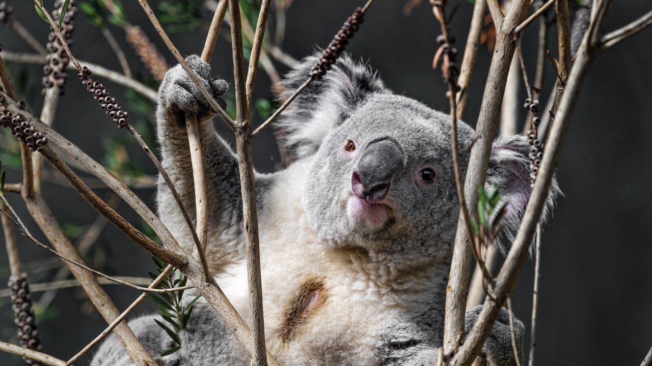 Обои коала, животное, ветки, дикая природа