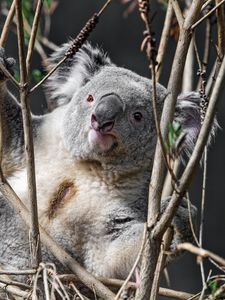 Превью обои коала, животное, ветки, дикая природа