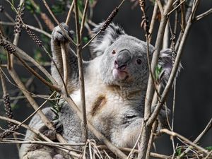 Превью обои коала, животное, ветки, дикая природа