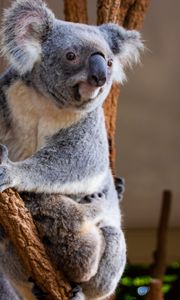 Превью обои коала, животное, взгляд, ветки