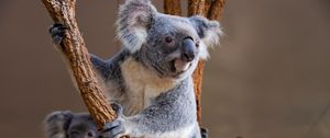 Превью обои коала, животное, взгляд, ветки