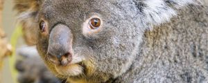 Превью обои коала, животное, взгляд, дерево