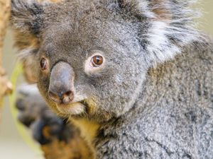 Превью обои коала, животное, взгляд, дерево