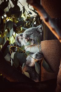 Превью обои коала, животное, забавный, дерево, листья