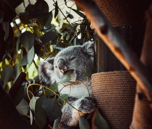 Превью обои коала, животное, забавный, дерево, листья