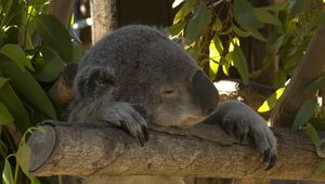 Превью обои коала, животное, забавный, сон, листья