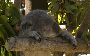 Превью обои коала, животное, забавный, сон, листья