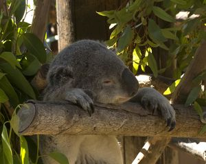 Превью обои коала, животное, забавный, сон, листья