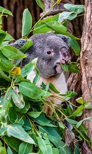Превью обои коала, животное, забавный, ветки, дерево