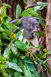 Превью обои коала, животное, забавный, ветки, дерево