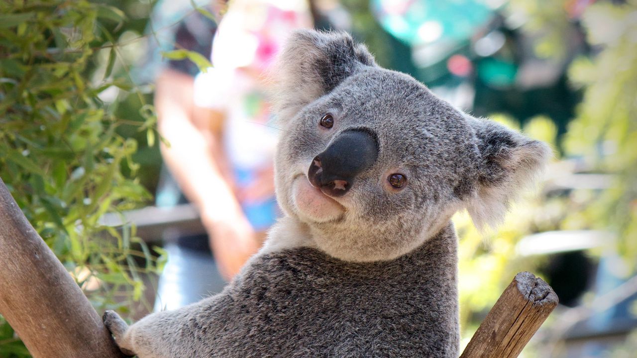 Обои коала, зверь, морда, нос