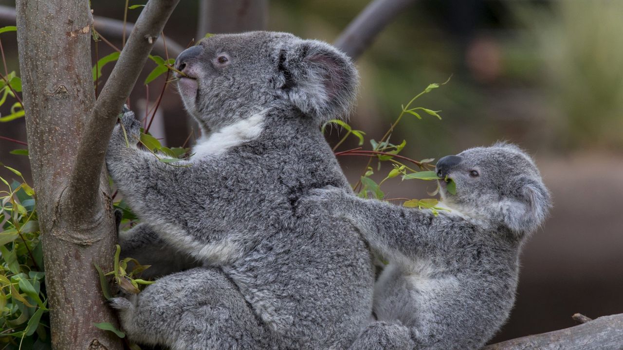 Обои коалы, дерево, детеныш, пара