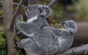 Превью обои коалы, дерево, детеныш, пара