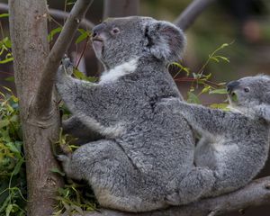 Превью обои коалы, дерево, детеныш, пара