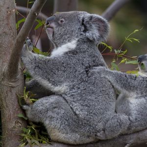 Превью обои коалы, дерево, детеныш, пара