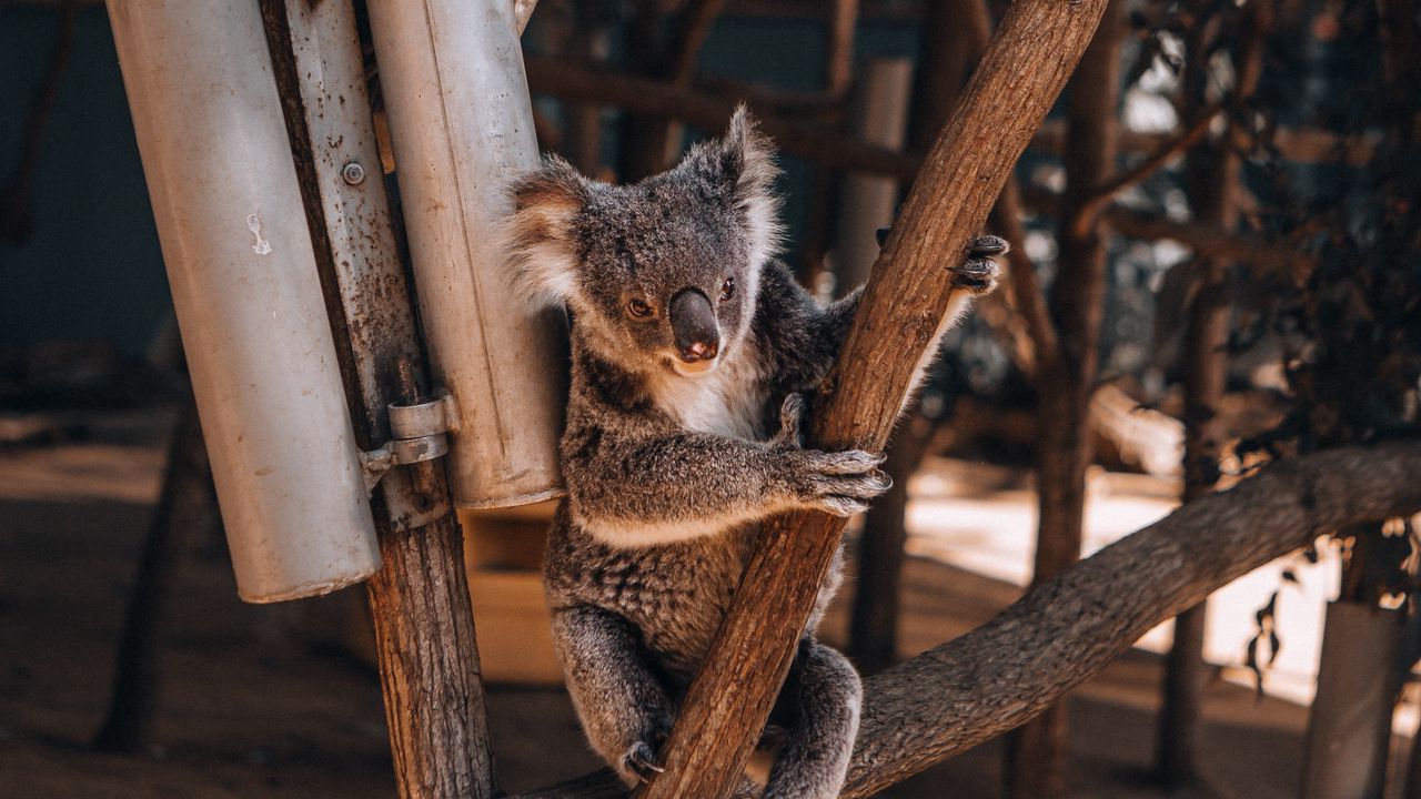 Обои коалы, коала, животное, дерево