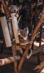 Превью обои коалы, коала, животное, дерево