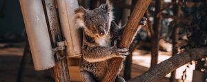 Превью обои коалы, коала, животное, дерево