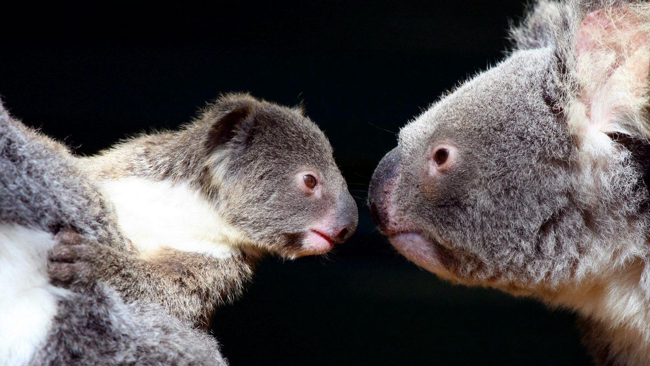 Обои коалы, пара, нежность