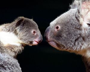 Превью обои коалы, пара, нежность