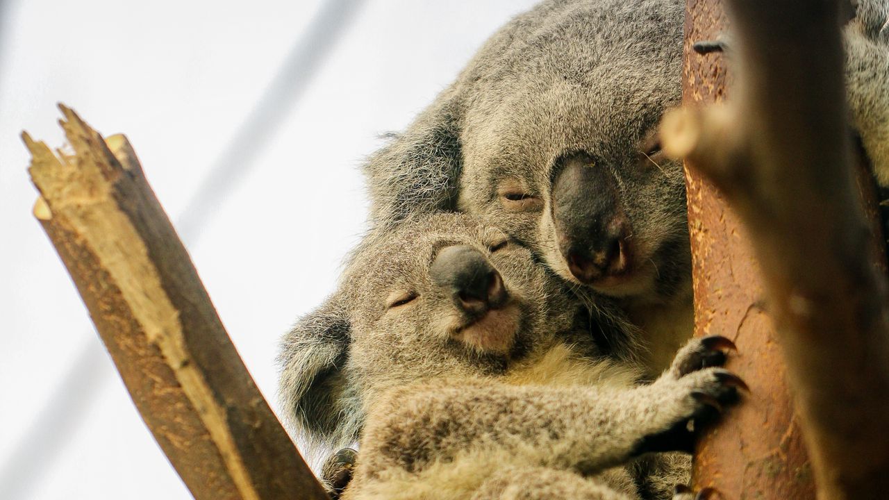Обои коалы, сон, дерево, животные, дикая природа