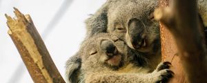 Превью обои коалы, сон, дерево, животные, дикая природа