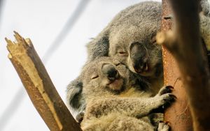 Превью обои коалы, сон, дерево, животные, дикая природа