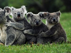 Превью обои коалы, толпа, животные, дикий