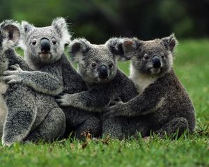 Превью обои коалы, толпа, животные, дикий