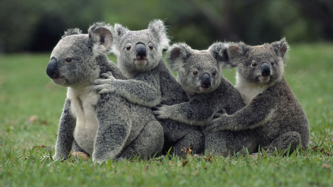 Обои коалы, трава, сидеть, семья