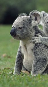 Превью обои коалы, трава, сидеть, семья