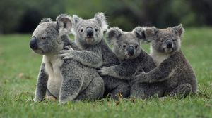 Превью обои коалы, трава, сидеть, семья
